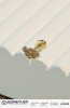 TRAGUS KÜPE 14 AYAR A082298 TRAGUS KÜPE 14 AYAR A082298